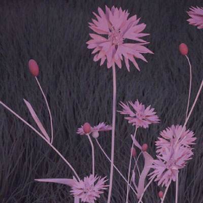 可以上下分捕鱼app