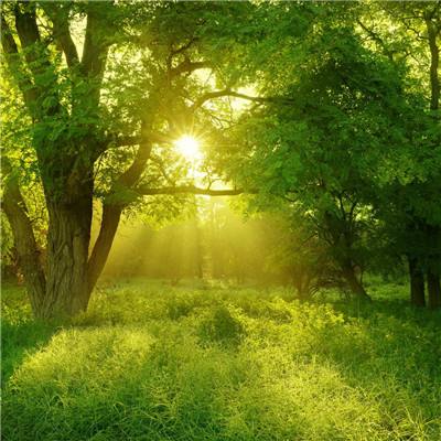 澳门4949资料免费大全